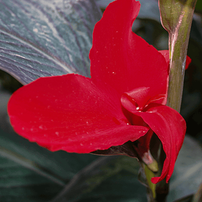 Canna 'Black Knight' (Canna sp.'Black Knight') - 10" Pot
