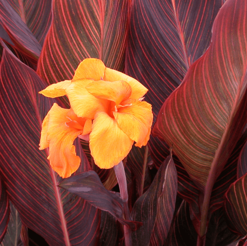 Canna 'African Sunset' (Canna sp. 'African Sunset') - 10" Pot