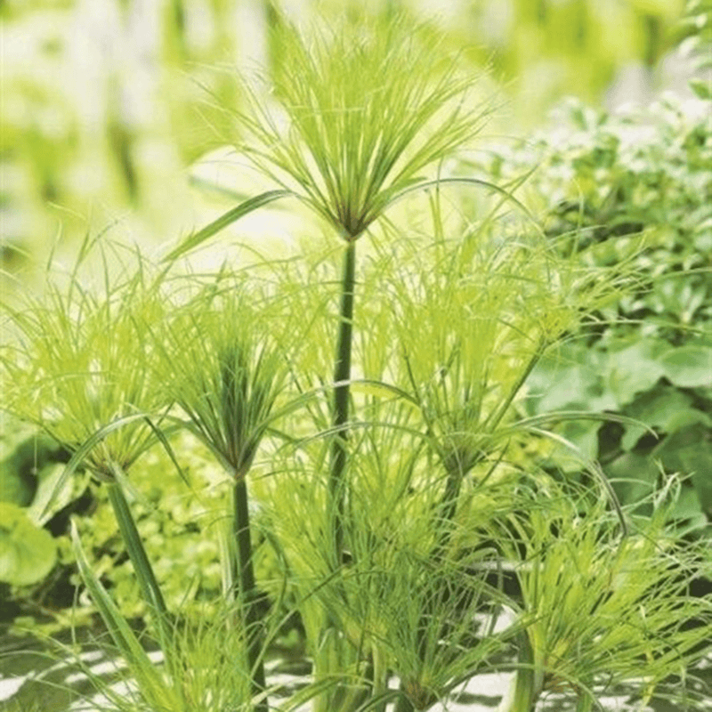 Little Giant Papyrus (Cyperus papyrus percamentus) - 10" Bulb Pot