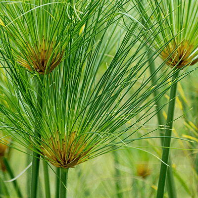 Umbrella Papyrus (Cyperus papyrus) - 10" Bulb Pot