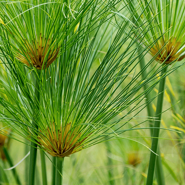 Umbrella Papyrus (Cyperus papyrus) - 10" Bulb Pot