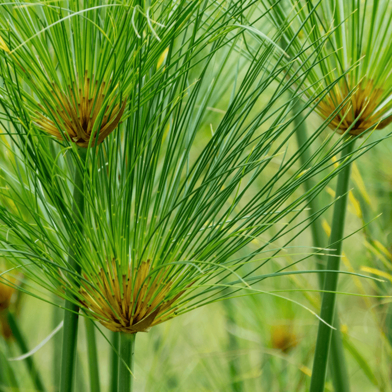 Umbrella Papyrus (Cyperus papyrus) - 10" Bulb Pot