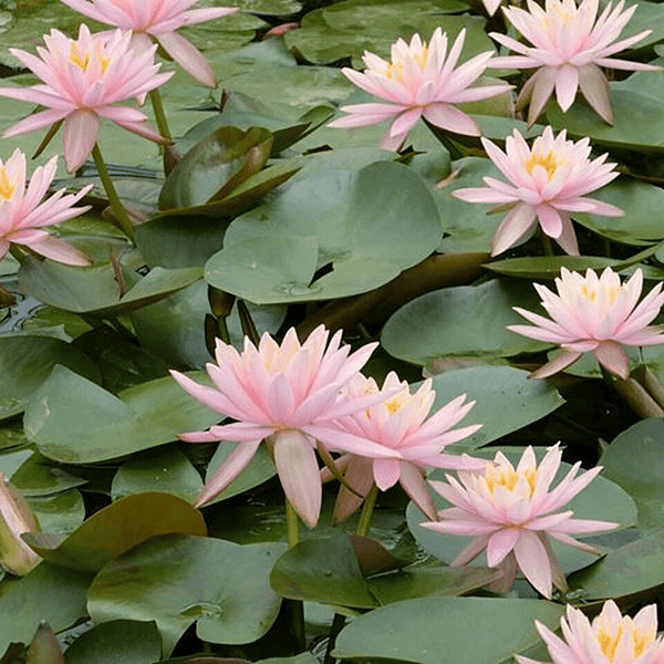 Hardy Water Lily Pink 'Pearl of The Pool' (Nymphaea ' Pearl of The Pool') - 8" Pot