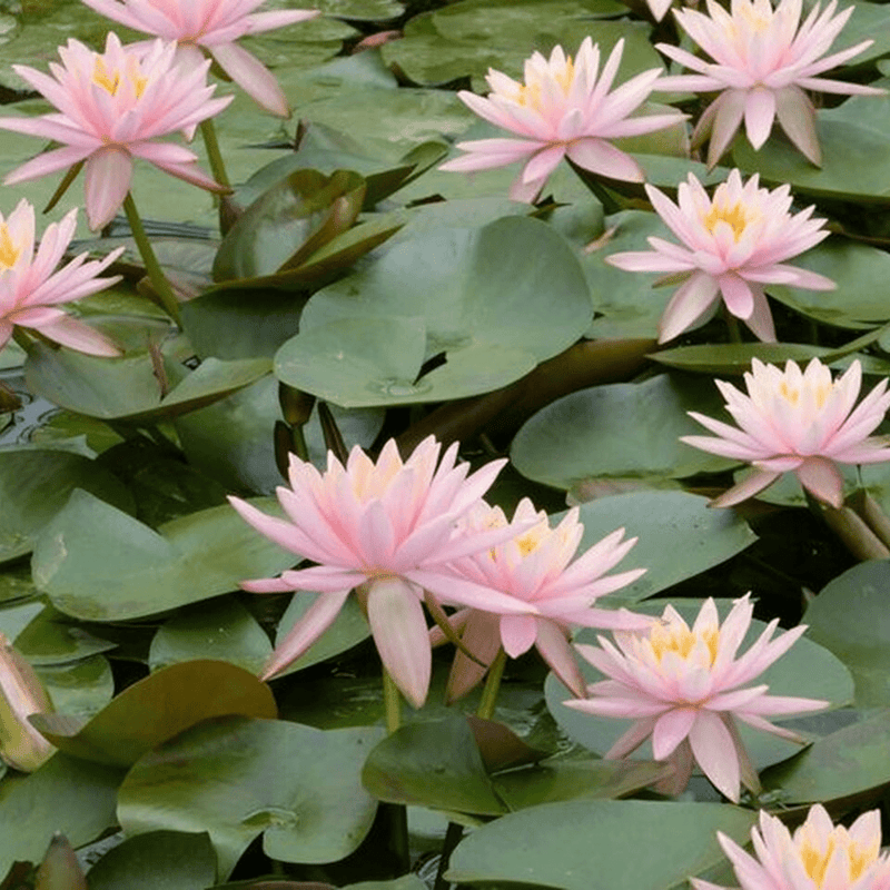 Hardy Water Lily Pink 'Pearl of The Pool' (Nymphaea ' Pearl of The Pool') - 8" Pot