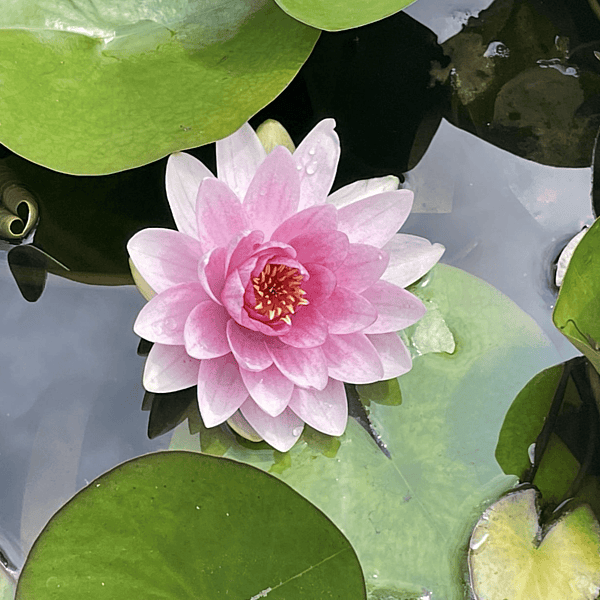 Hardy Water Lily Pink 'Hollandia' (Nymphaea 'Hollandia') - 8" Pot