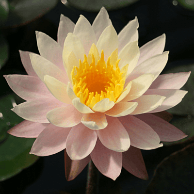 Hardy Water Lily Peach 'Peaches and Cream' (Nymphaea 'Peaches & Cream') - 8" Pot