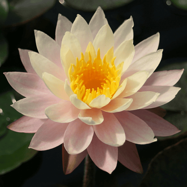 Hardy Water Lily Peach 'Peaches and Cream' (Nymphaea 'Peaches & Cream') - 8" Pot