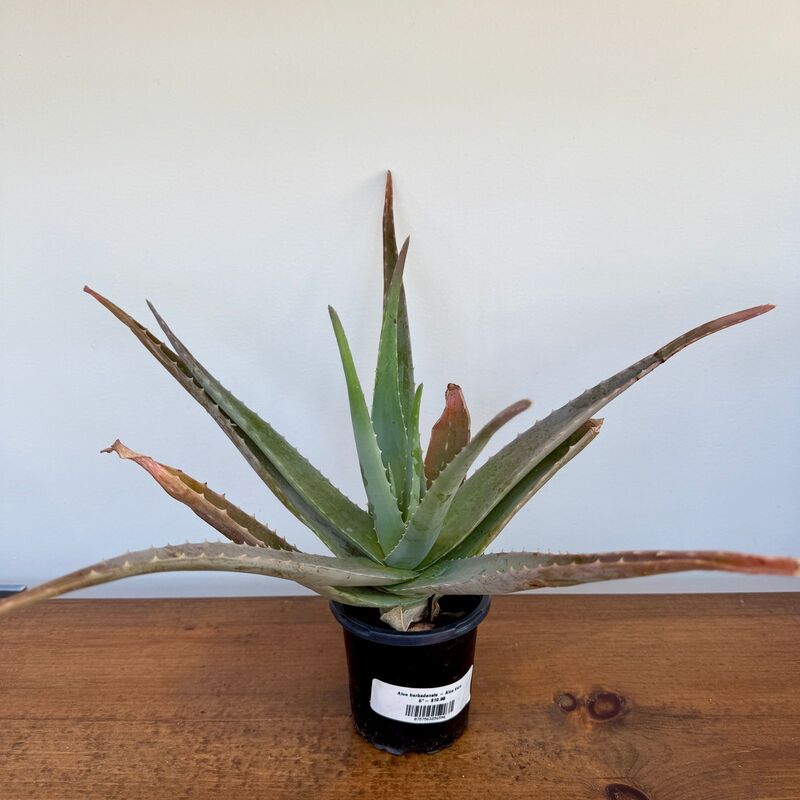 Aloe Vera (Aloe barbadensis) - 4" Pot