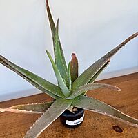 Aloe Vera (Aloe barbadensis) - 4" Pot