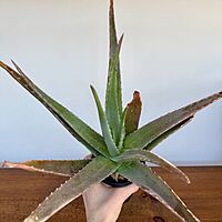 Aloe Vera (Aloe barbadensis) - 4" Pot