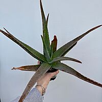 Aloe Vera (Aloe barbadensis) - 4" Pot