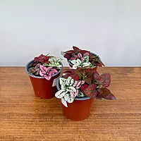 Polka Dot Plant - Assorted (Hypoestes phyllostachya - Assorted) - 4" Pot