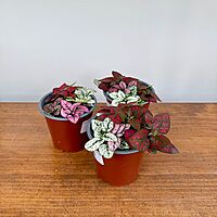 Polka Dot Plant - Assorted (Hypoestes phyllostachya - Assorted) - 4" Pot