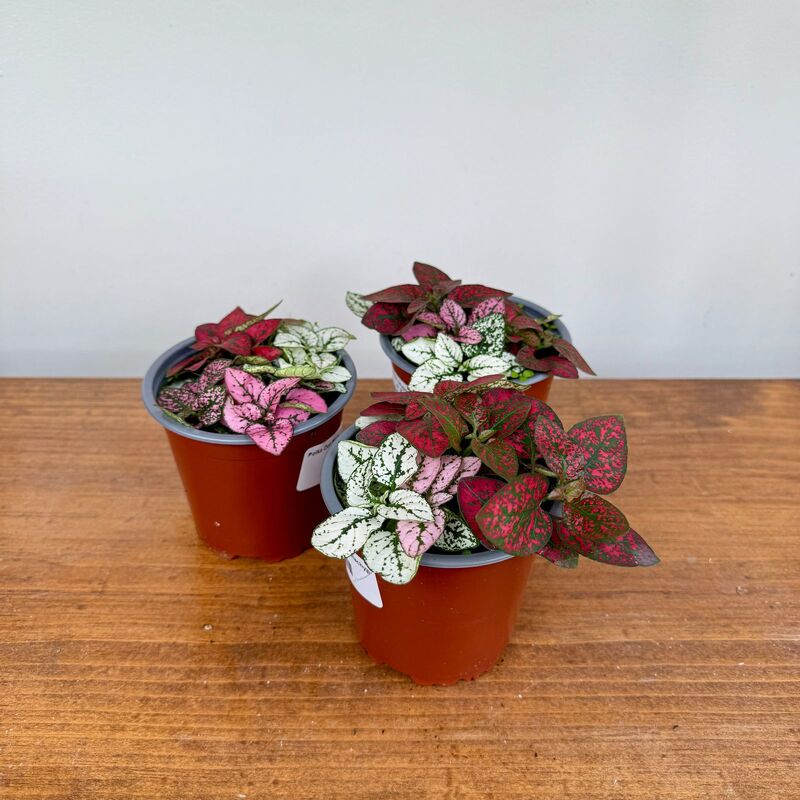 Polka Dot Plant - Assorted (Hypoestes phyllostachya - Assorted) - 4" Pot