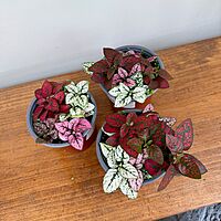 Polka Dot Plant - Assorted (Hypoestes phyllostachya - Assorted) - 4" Pot