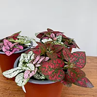 Polka Dot Plant - Assorted (Hypoestes phyllostachya - Assorted) - 4" Pot