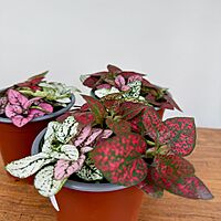 Polka Dot Plant - Assorted (Hypoestes phyllostachya - Assorted) - 4" Pot