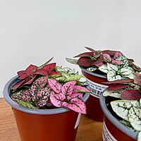 Polka Dot Plant - Assorted (Hypoestes phyllostachya - Assorted) - 4" Pot