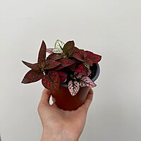 Polka Dot Plant - Assorted (Hypoestes phyllostachya - Assorted) - 4" Pot
