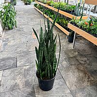 Dracaena trifasciata 'Wintergreen' (Snake Plant 'Wintergreen') - 14" Pot