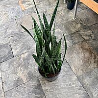 Dracaena trifasciata 'Wintergreen' (Snake Plant 'Wintergreen') - 14" Pot