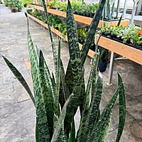 Dracaena trifasciata 'Wintergreen' (Snake Plant 'Wintergreen') - 14" Pot