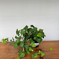 Ivy - Assorted (Hedera helix - Assorted) - 4" Pot