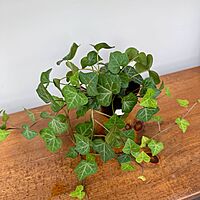 Ivy - Assorted (Hedera helix - Assorted) - 4" Pot