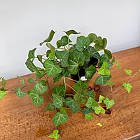 Ivy - Assorted (Hedera helix - Assorted) - 4" Pot