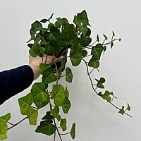 Ivy - Assorted (Hedera helix - Assorted) - 4" Pot