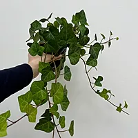 Ivy - Assorted (Hedera helix - Assorted) - 4" Pot