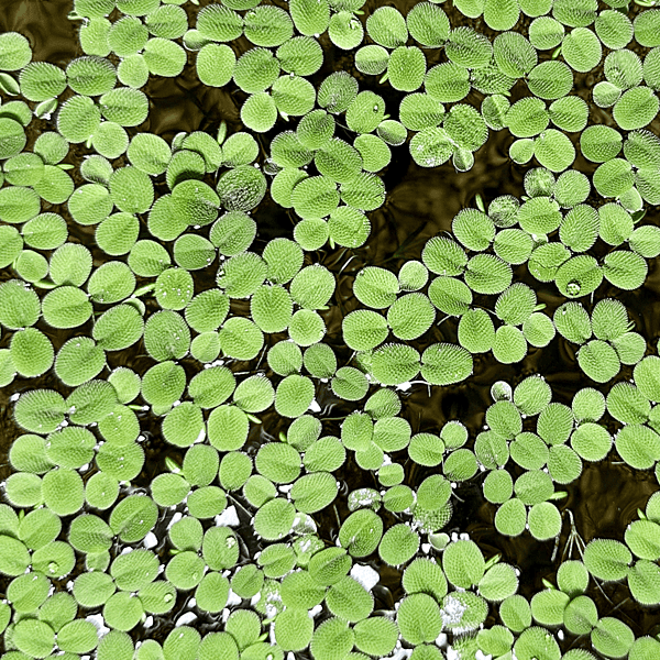 Water Moss (Salvinia rotundifolia) - 8oz Pkg