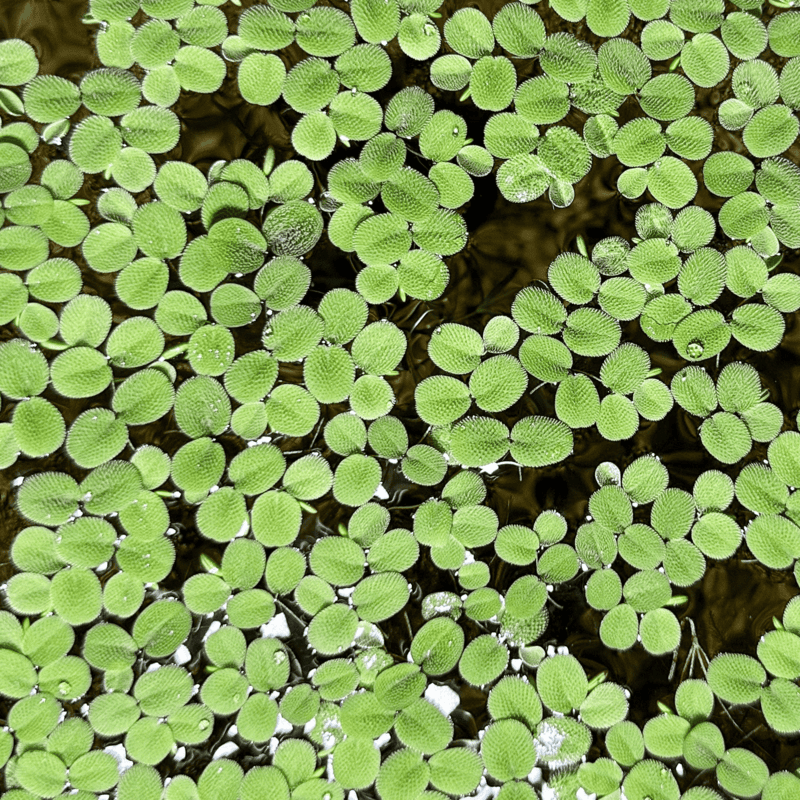 Water Moss (Salvinia rotundifolia) - 8oz Pkg