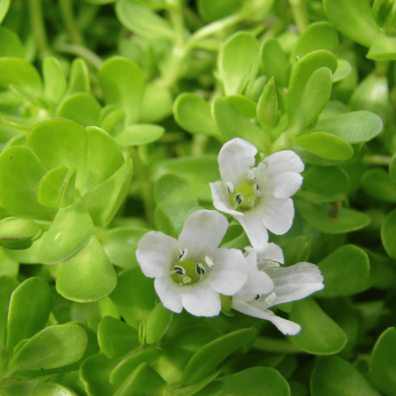 Water Hyssop (Bacopa monnieri) - Bagged Cuttings