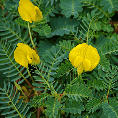 Botswana Wonder (Aeschynomene fluitans) - Bunch