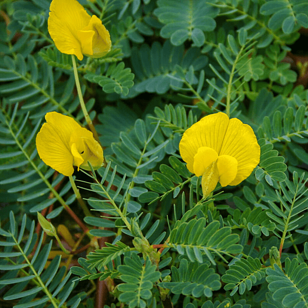 Botswana Wonder (Aeschynomene fluitans) - Bunch