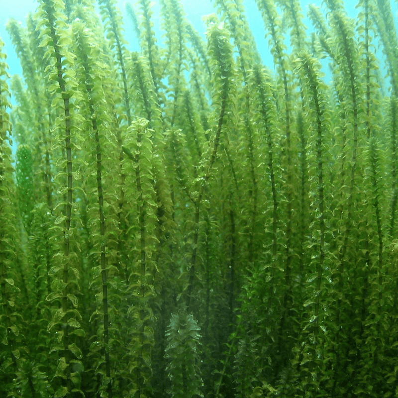 Canadian Pondweed (Elodea canadensis) - Bag