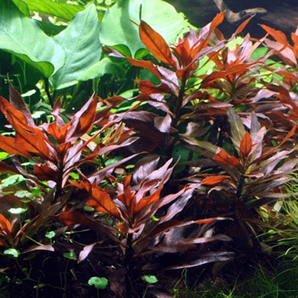 Water Primrose (Ludwigia repens) - Bagged Cuttings