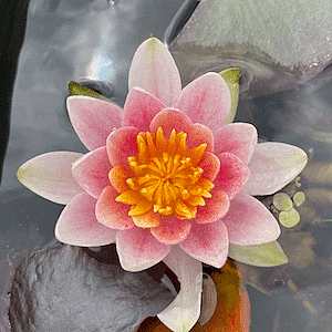 Hardy Water Lily Pink 'Mary' (Nymphaea 'Mary') - 8" Pot