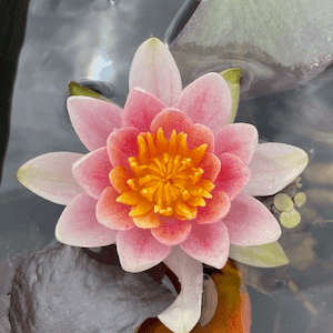 Hardy Water Lily Pink 'Mary' (Nymphaea 'Mary') - 8" Pot