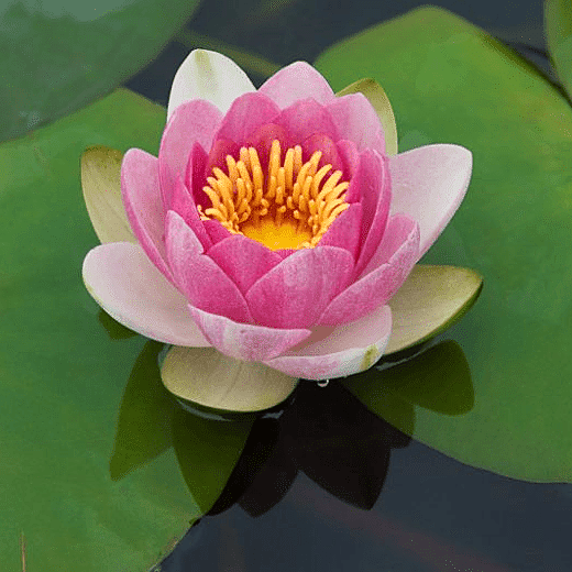 Hardy Water Lily Pink 'Masaniello' (Nymphaea ' Masaniello') - 8" Pot