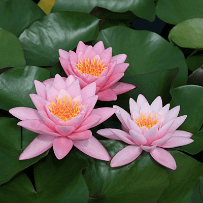 Hardy Water Lily Pink 'Norma Gedye' (Nymphaea ' Norma Gedye') - 8" Pot