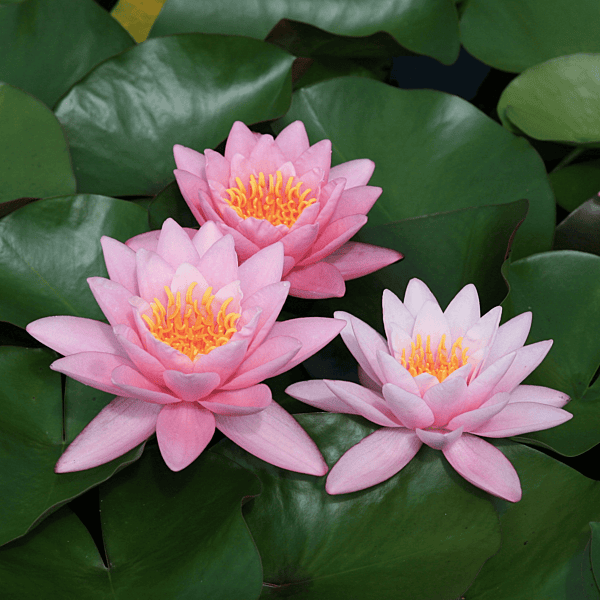 Hardy Water Lily Pink 'Norma Gedye' (Nymphaea ' Norma Gedye') - 8" Pot