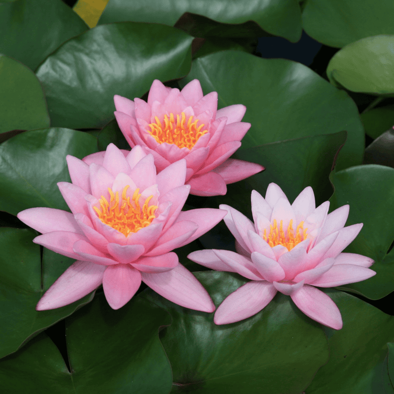 Hardy Water Lily Pink 'Norma Gedye' (Nymphaea ' Norma Gedye') - 8" Pot