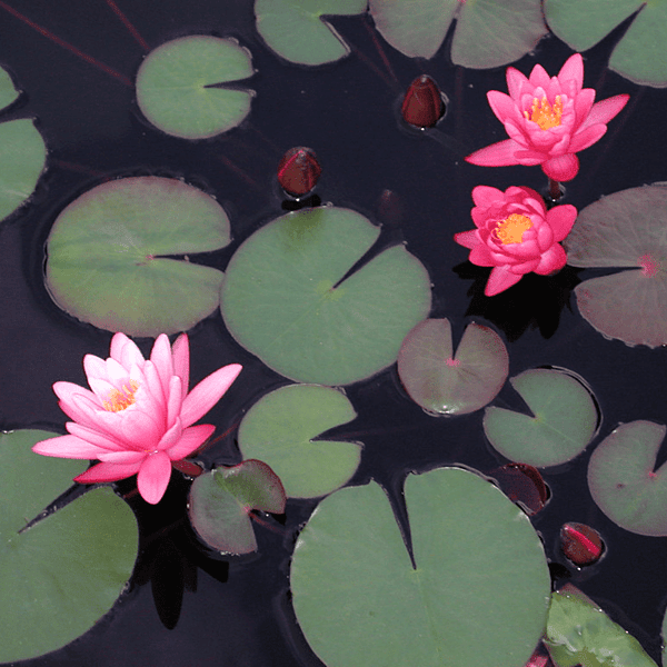 Hardy Water Lily Pink 'Yuh Ling' (Nymphaea 'Yuh Ling') - 8" Pot