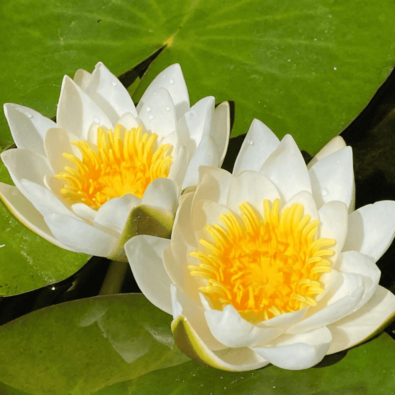 Hardy Water Lily White 'Candida' (Nymphaea 'Candida') - 8" Pot