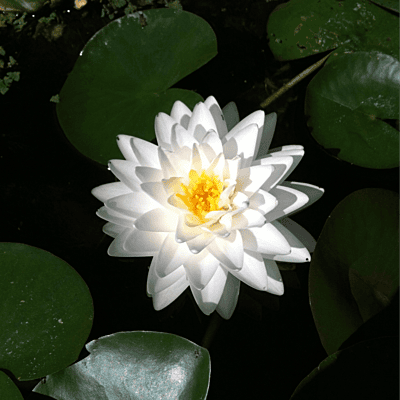 Hardy Water Lily White 'Hal Miller' (Nymphaea ' Hal Miller') - 8" Pot