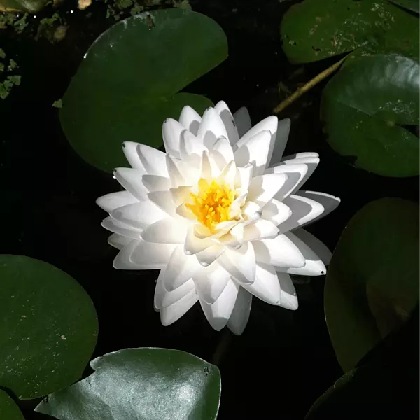 Hardy Water Lily White 'Hal Miller' (Nymphaea ' Hal Miller') - 8" Pot