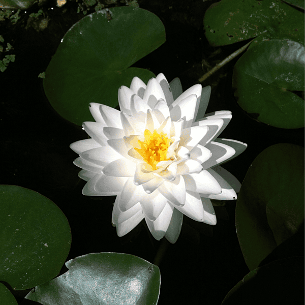 Hardy Water Lily White 'Hal Miller' (Nymphaea ' Hal Miller') - 8" Pot