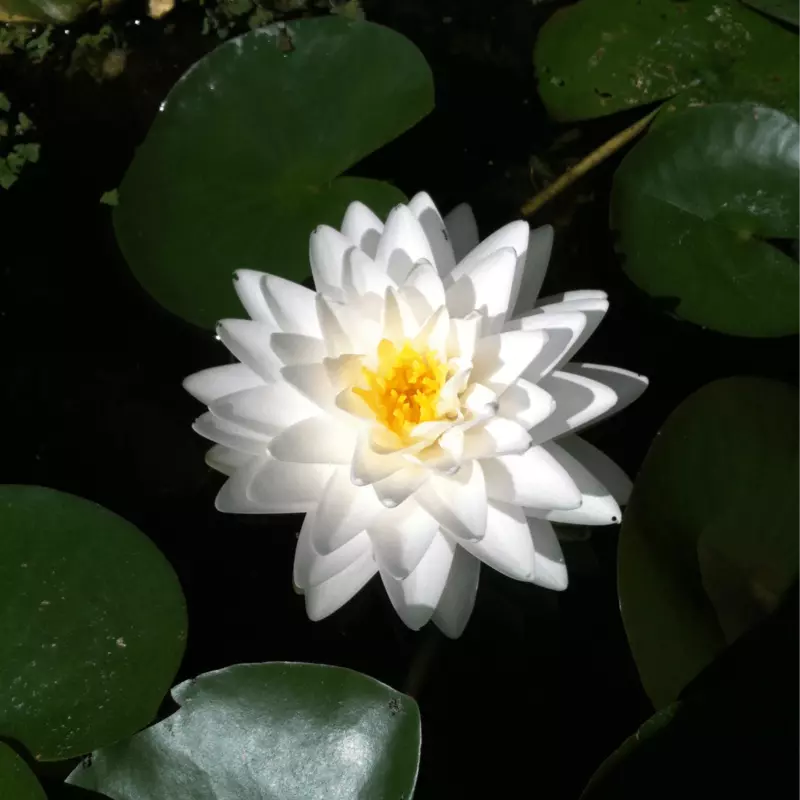 Hardy Water Lily White 'Hal Miller' (Nymphaea ' Hal Miller') - 8" Pot